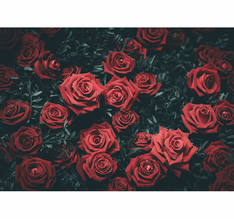 Ljusröda rosor ros fototapet - Tenstickers