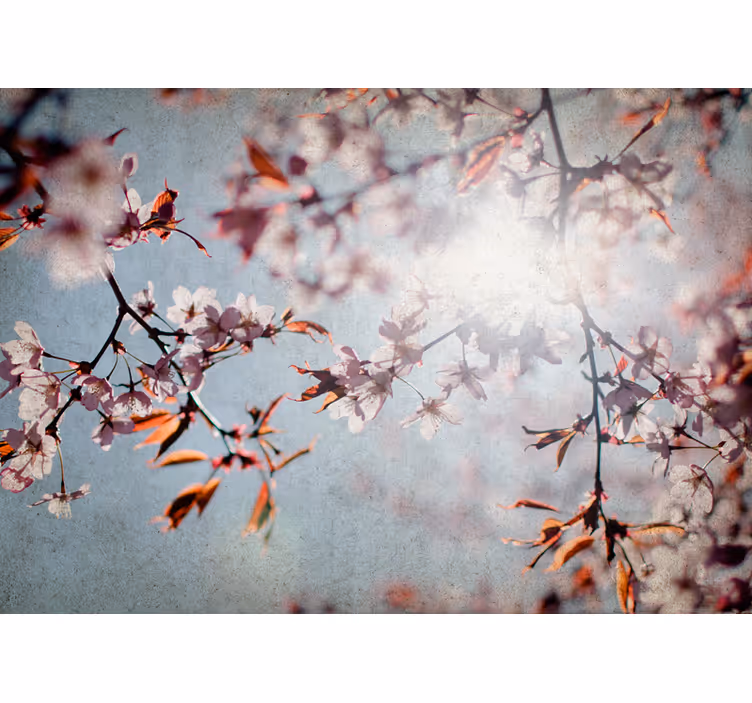 Körsbärsblomningsfält med solen fototapeta - Tenstickers