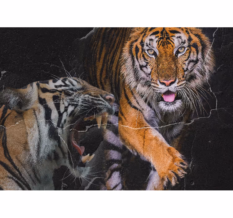 Fototapeter djur majestätisk tiger möte - Tenstickers