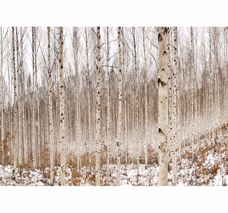 Fototapeter skogar snöig björkskog - Tenstickers