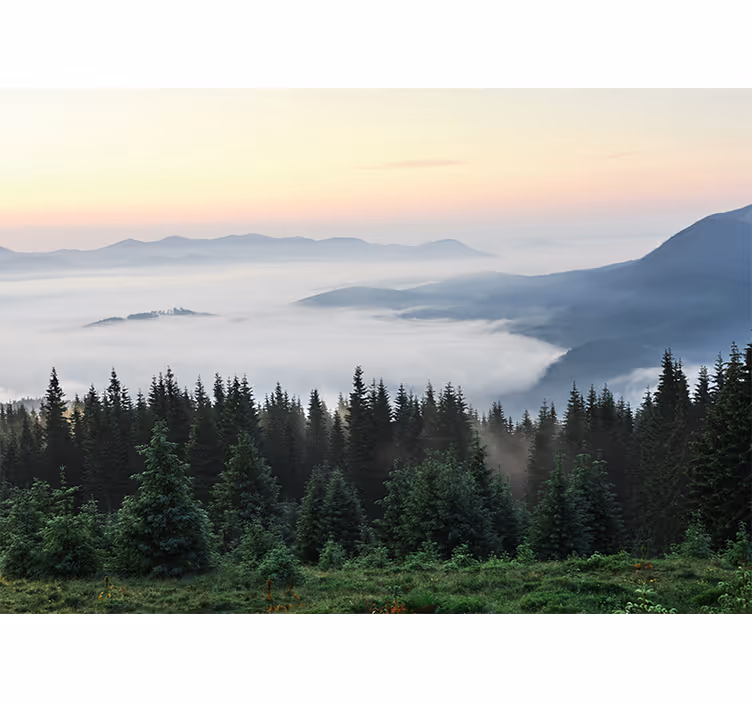 Skog med solutsikt natur tapet - Tenstickers