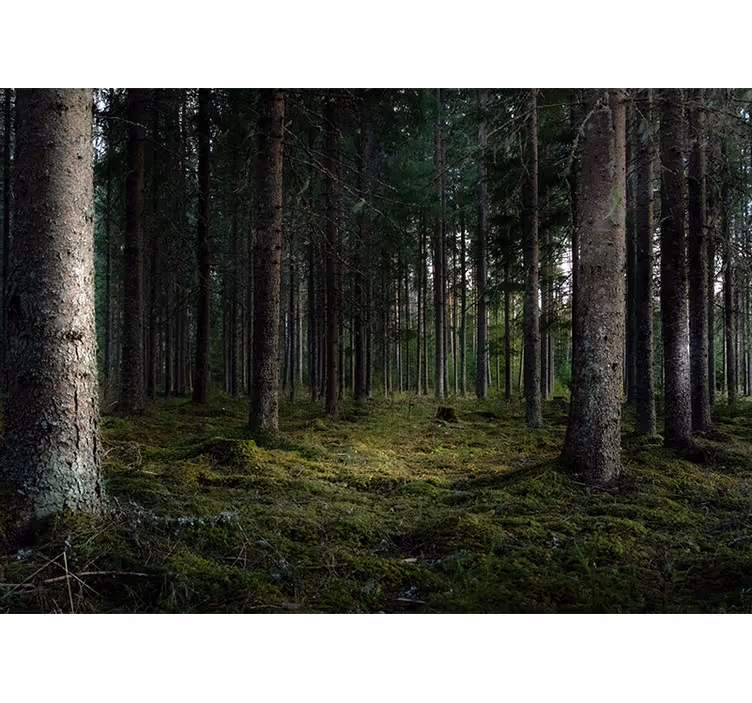 Lugnt landskap Fototapeter Skogar - Tenstickers
