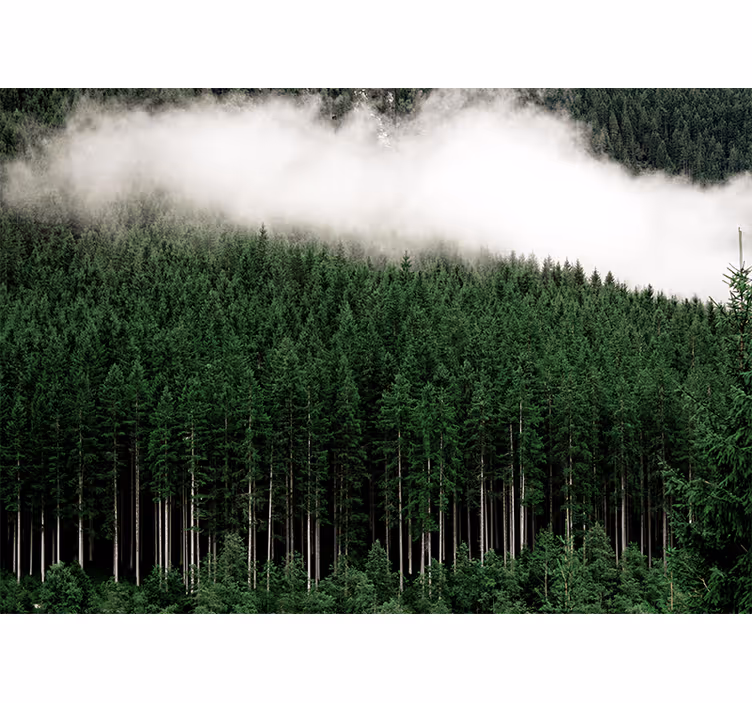 Fototapeter natur storslagen skogsscenery - Tenstickers