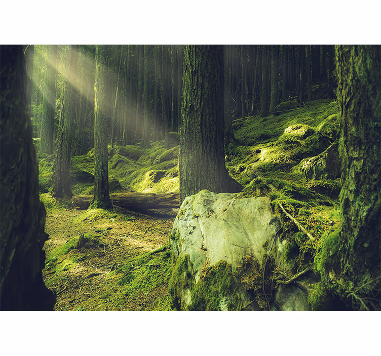 Stenar med mossa i skogen natur fototapet - Tenstickers