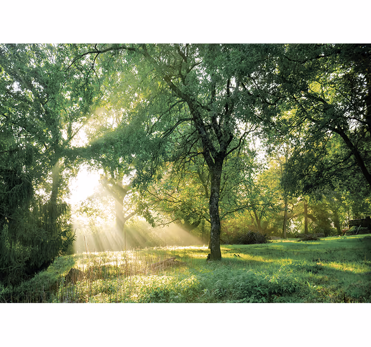 Fototapeter natur lugn solbelyst skog - Tenstickers