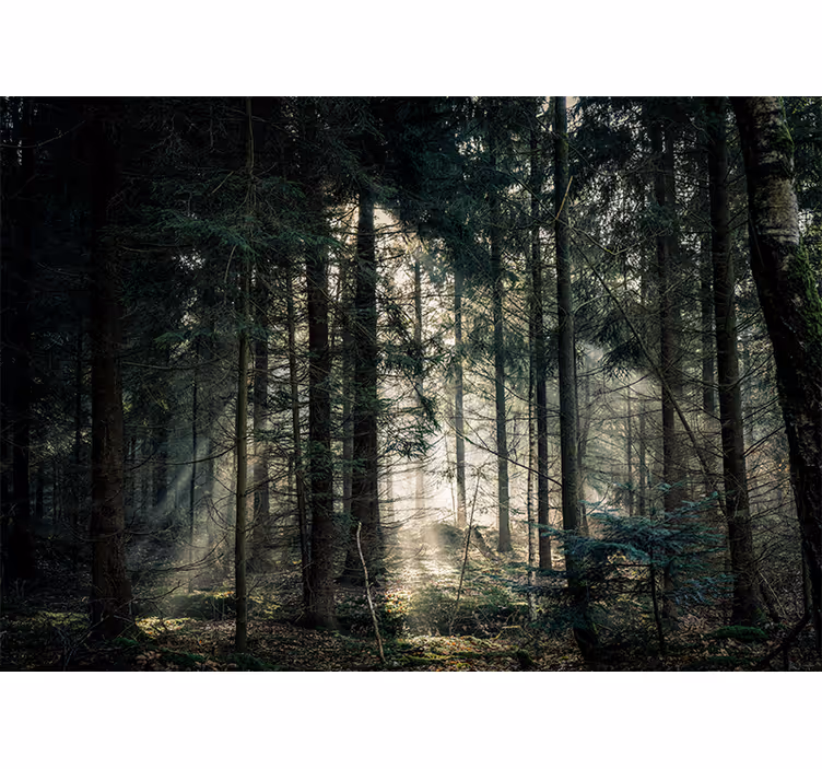"natur" skog mörka toner natur fototapet - Tenstickers