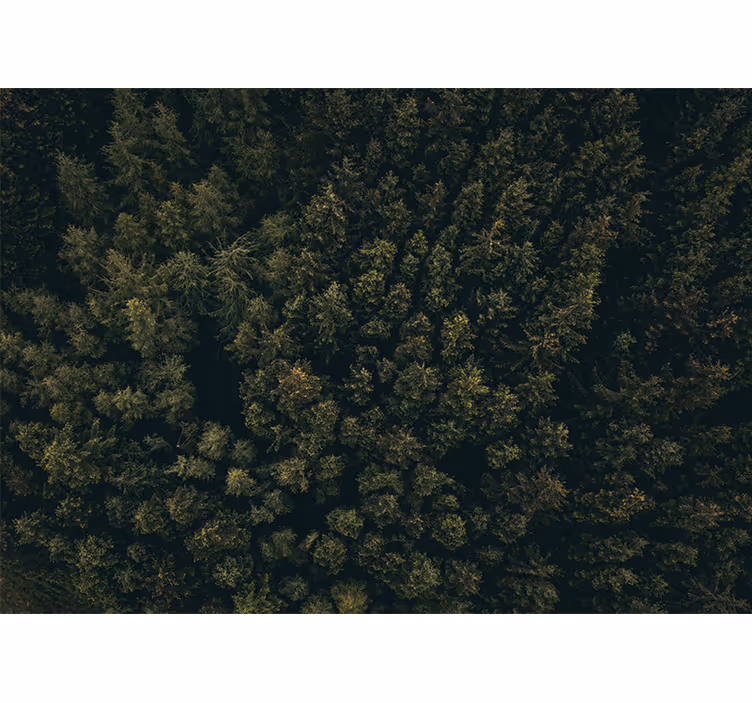 Fototapeter natur grönskande tak - Tenstickers