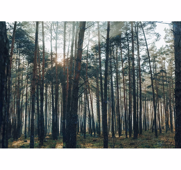 Fototapeter skogar lugn tallskog - Tenstickers