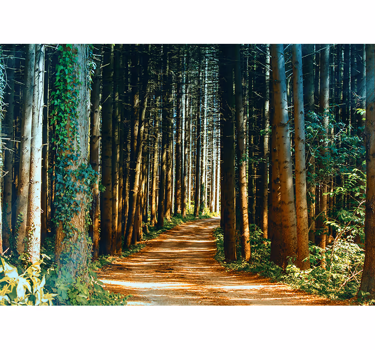 Vacker natur stig träd fototapeta - Tenstickers