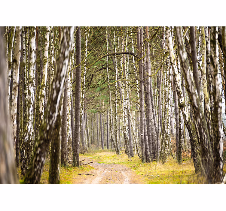 Solig björk skog natur tapet - Tenstickers