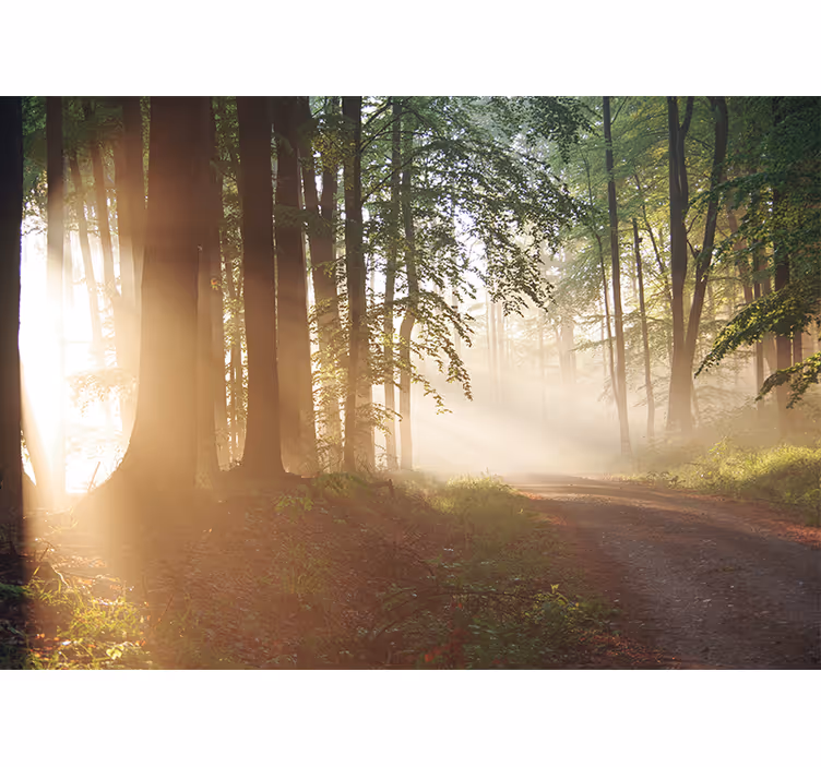 Väg i skogen natur fototapet - Tenstickers
