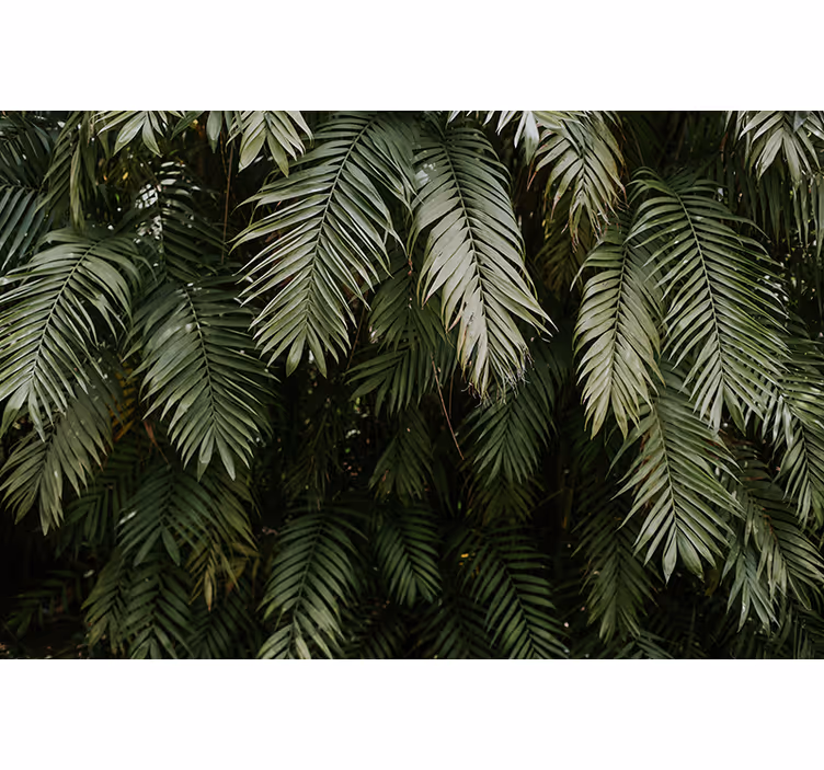 Gröna palmblad natur fototapet - Tenstickers