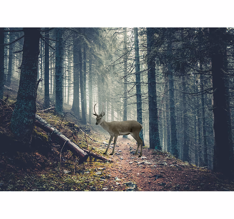 Väg i skogen med en rådjur fototapeta - Tenstickers