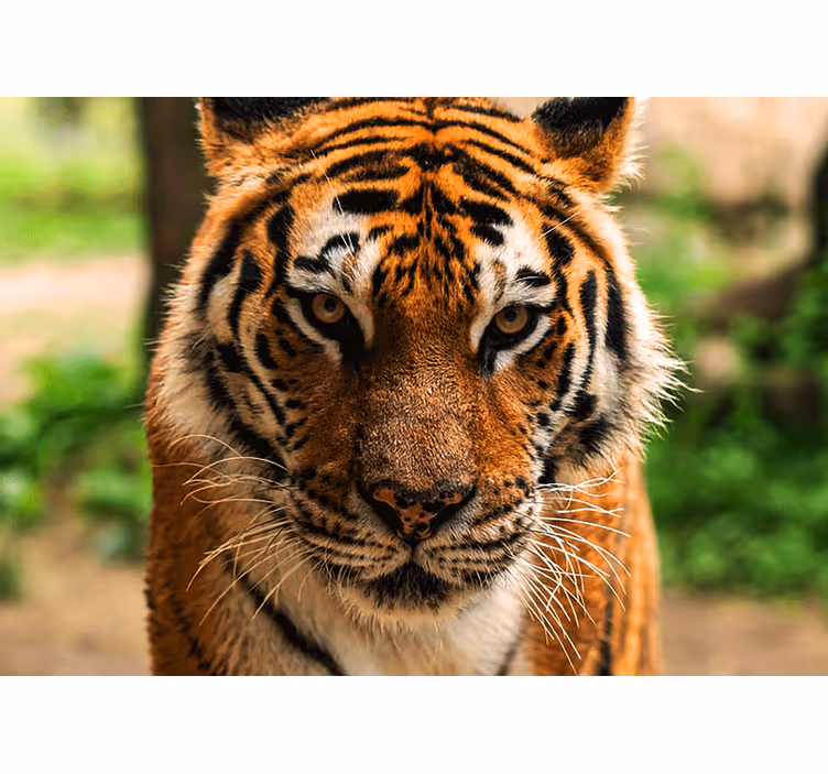 Fototapeter djur regal tiger bild - Tenstickers