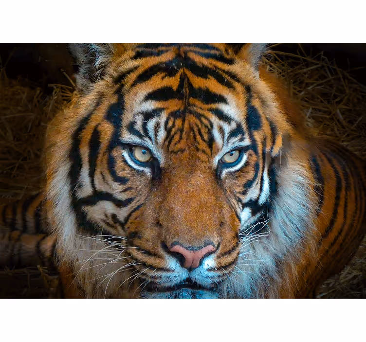 Lugn och hotfull tiger fototapet - Tenstickers