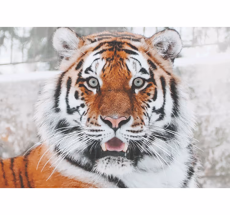 Fototapeter djur regal tiger representation - Tenstickers