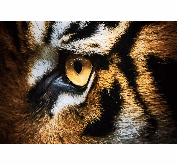 Ansikte av en stor tiger fototapeta - Tenstickers