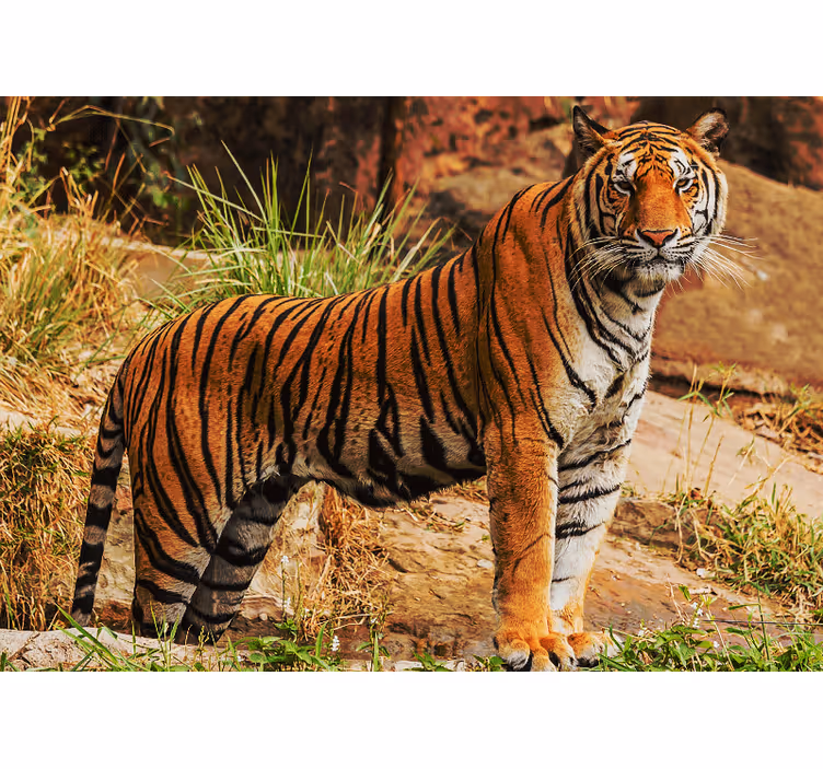 Fototapeter djur majestätisk tiger närvaro - Tenstickers