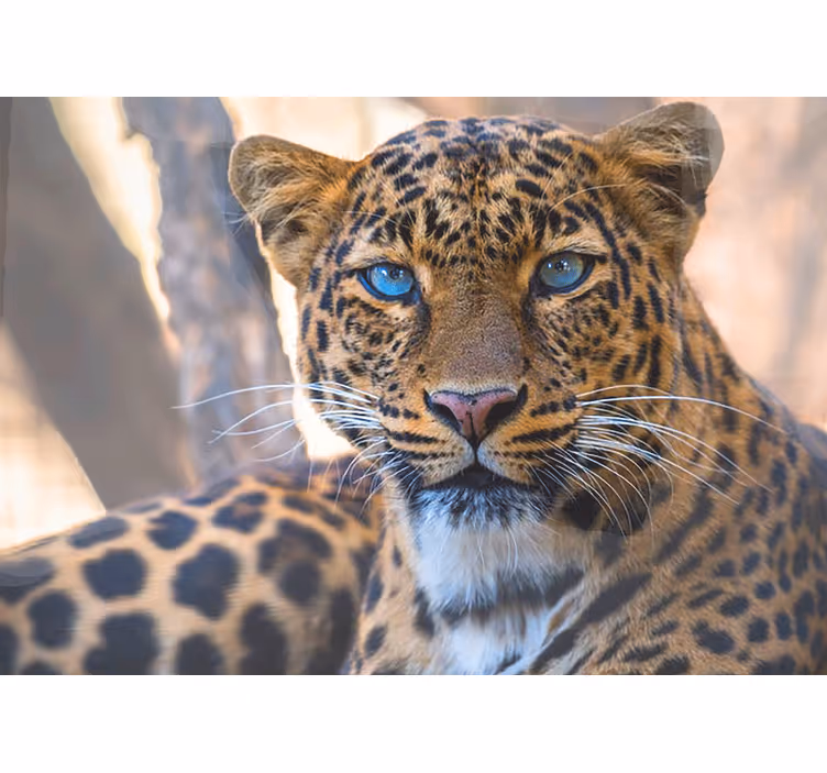 Fototapeter djur leopardporträtt nära håll - Tenstickers