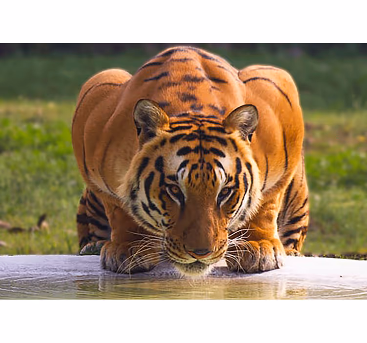 Fototapeter djur regal tiger pose - Tenstickers