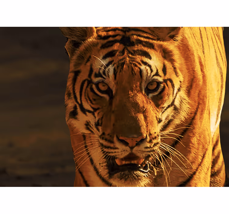 Hotfull och arg tiger fototapet - Tenstickers