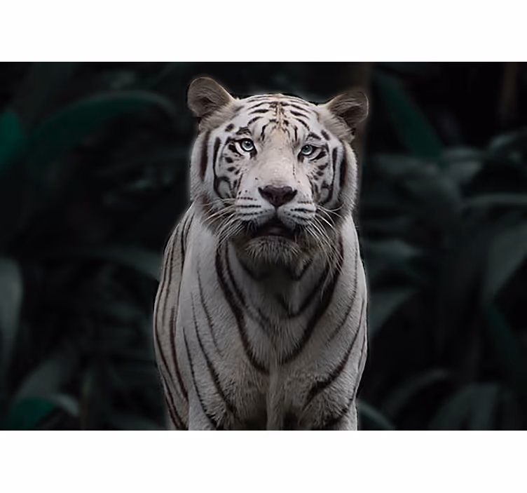 Fototapeter djur regal vit tiger - Tenstickers