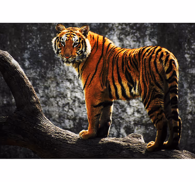 Fototapeter djur regal tiger ställning - Tenstickers