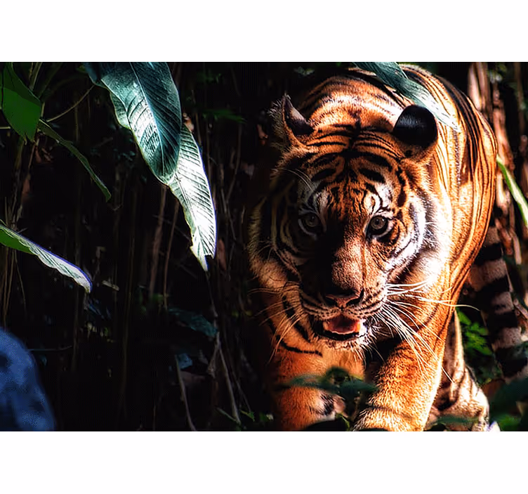 Gå tiger i djungeln fototapet - Tenstickers