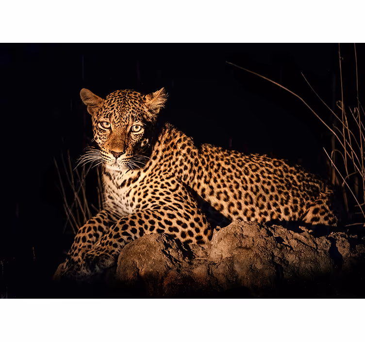 Vacker realistisk leopard på nära håll fototapeta - Tenstickers