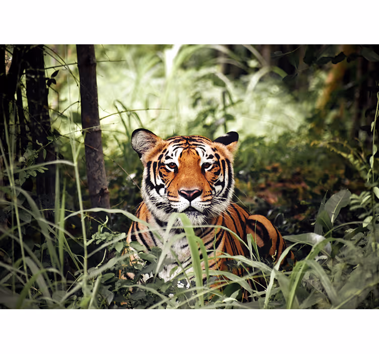 Söt tiger tittar på dig fototapet - Tenstickers