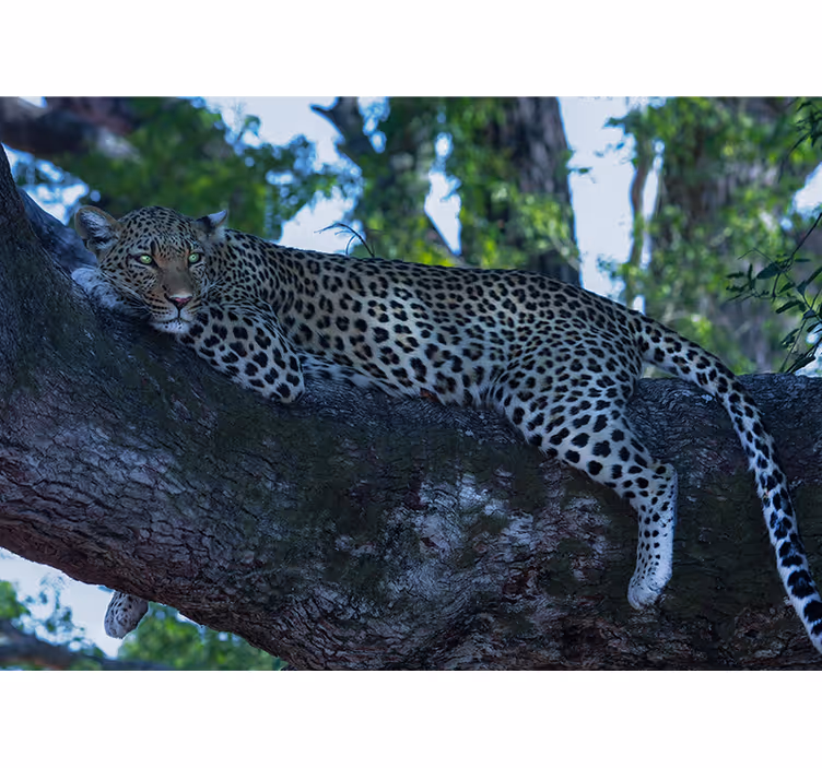 Leopard vilar bekvämt Fototapeter djur - Tenstickers