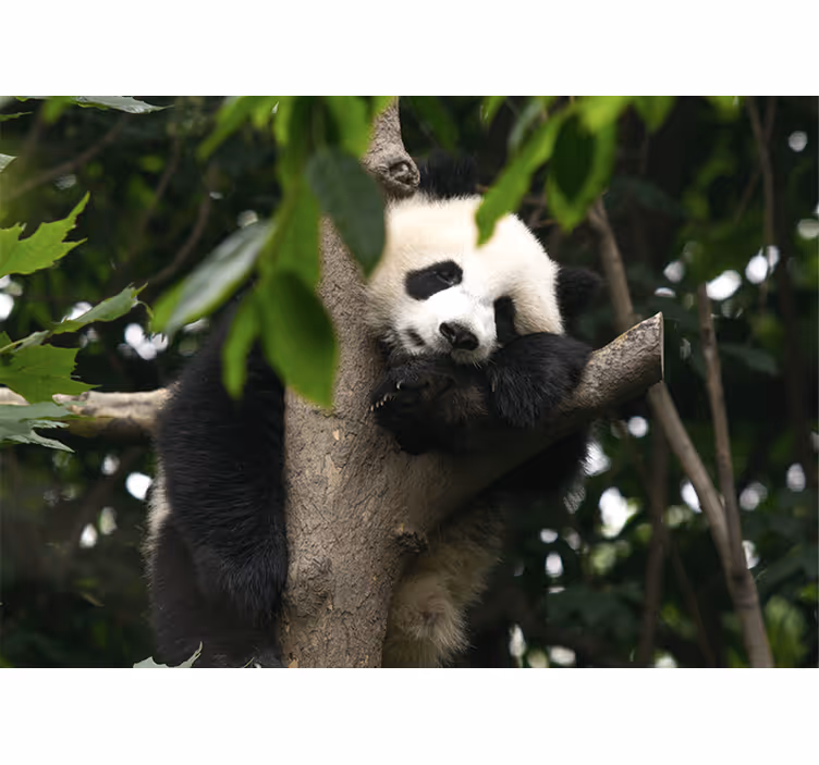 Fototapeter djur panda som vilar i träd - Tenstickers