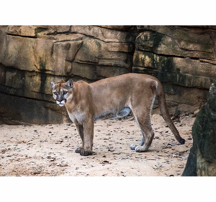 Fototapeter djur puma i habitat - Tenstickers