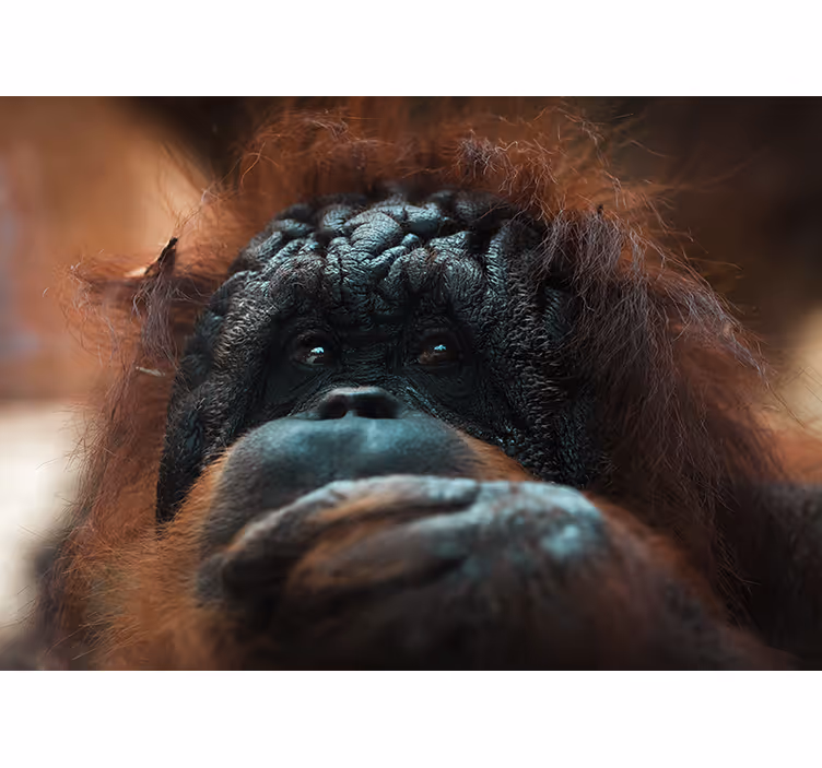 Fototapeter djur orangutans eftertänksamma blick - Tenstickers