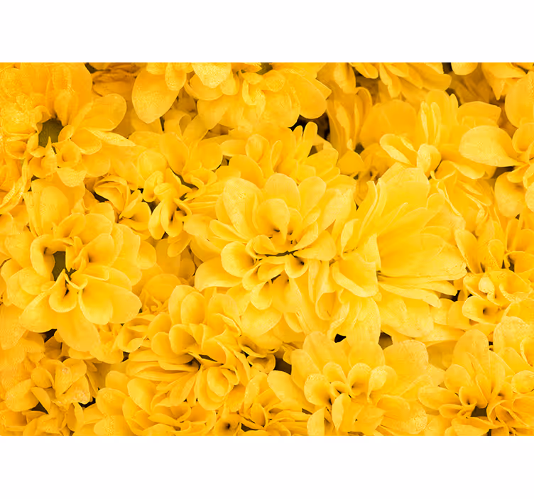 Blomblad Fototapeter Gul - Tenstickers