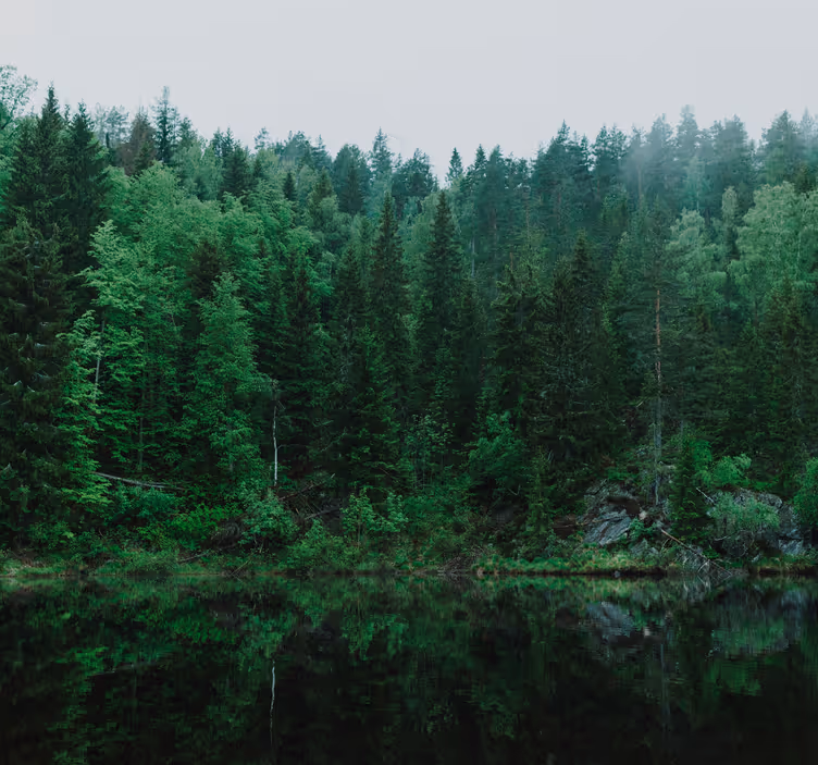 Djupa skogen fototapeter träd - Tenstickers