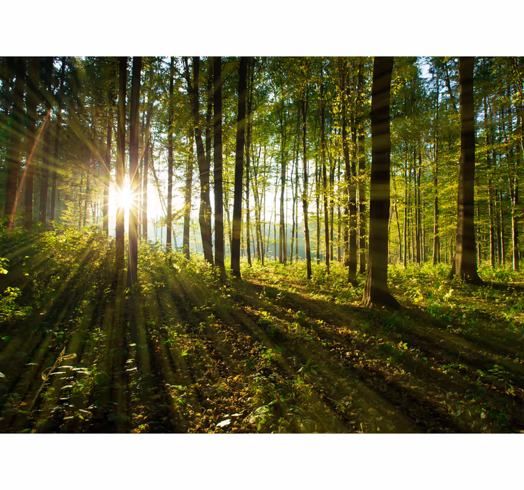 Sol genom träden skog fototapeta - Tenstickers