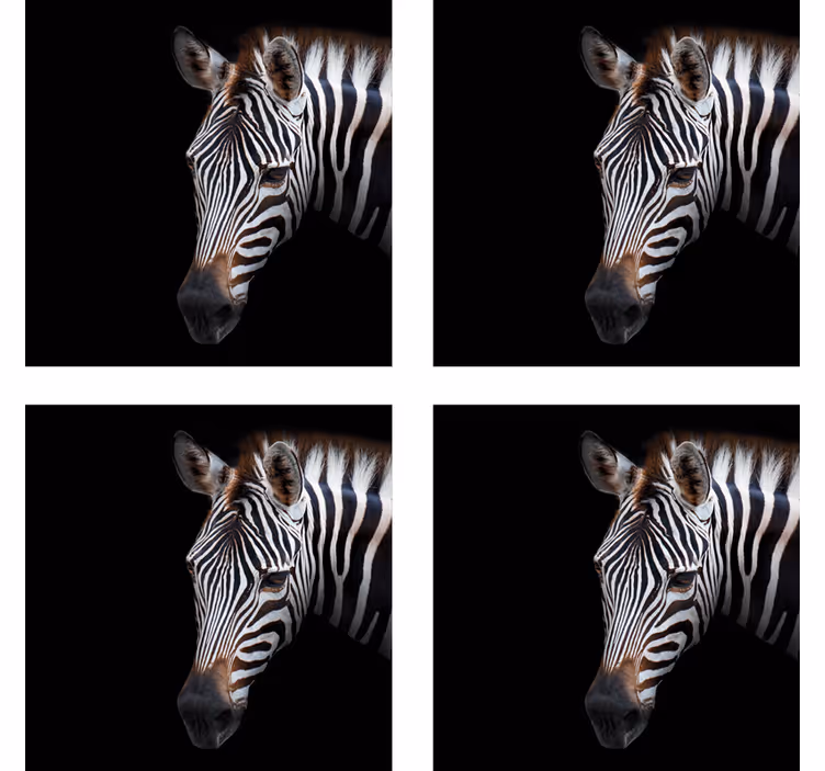 Zebra bild zebra glasunderlägg - Tenstickers
