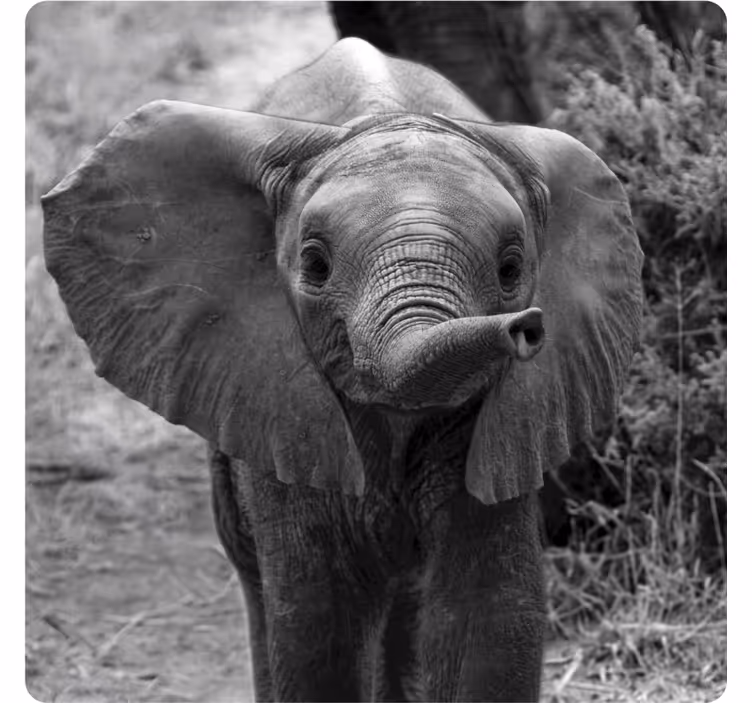 Glasunderlägg vintage söt liten elefant - Tenstickers