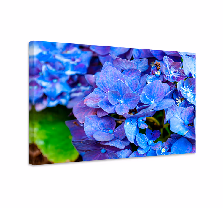Blå canvas tavla med hortensia blommor - Tenstickers