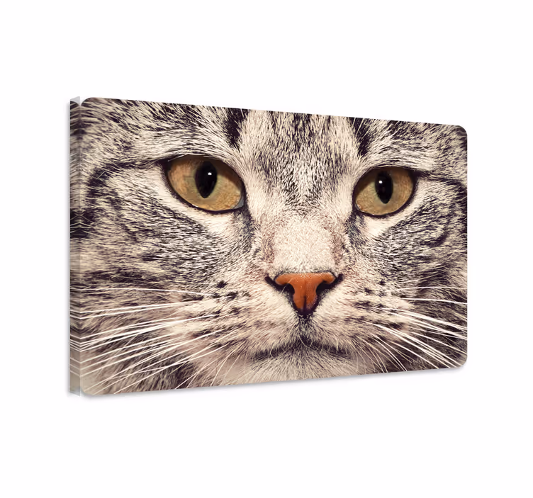 Kanvas katter kattansikte laptop klistermärke - Tenstickers
