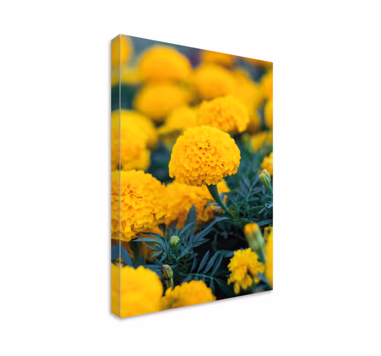 Kanvas blommor gula tagetesblommor - Tenstickers
