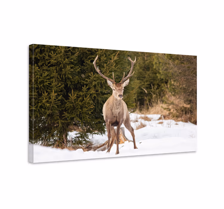Kanvas hjort storslagen älg i naturen - Tenstickers