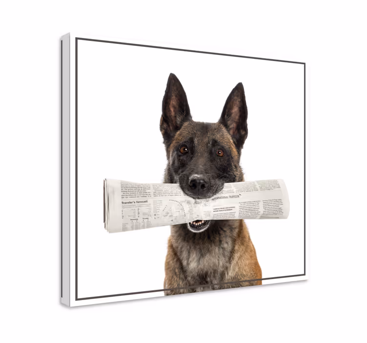 Kavas hundar med tidning i munnen - Tenstickers