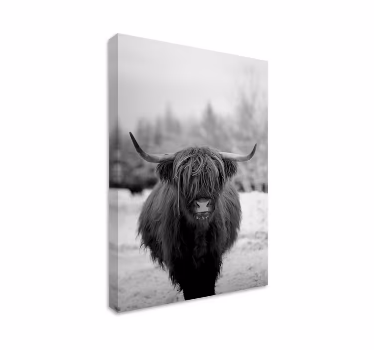 Höglandsko djur canvas tavla - Tenstickers