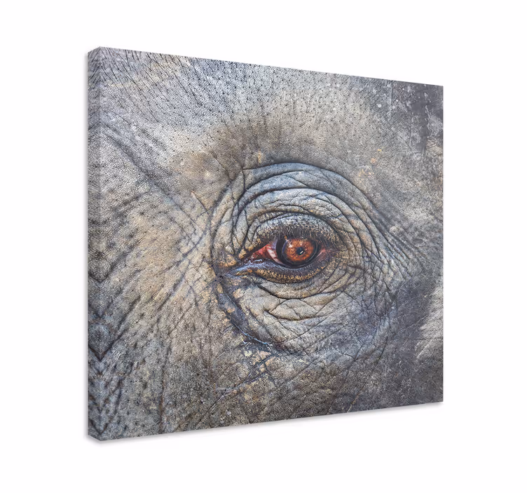 Elefant öga närbildcanvas tavla - Tenstickers