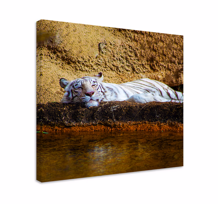 Tiger vilande djur kanvastryck - Tenstickers