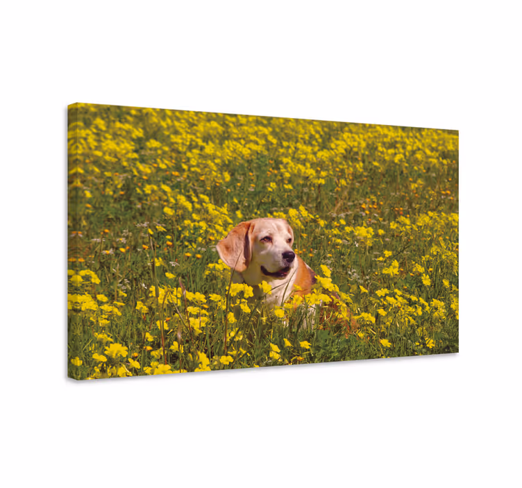 Kavas hundar glada hundar utomhus - Tenstickers