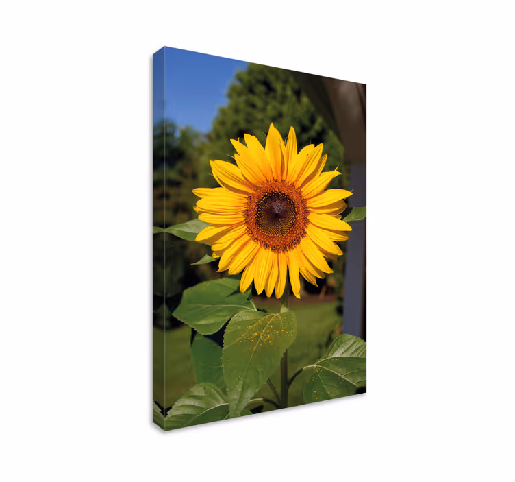 Kanvas blommor och växter solig solrosblomma - Tenstickers