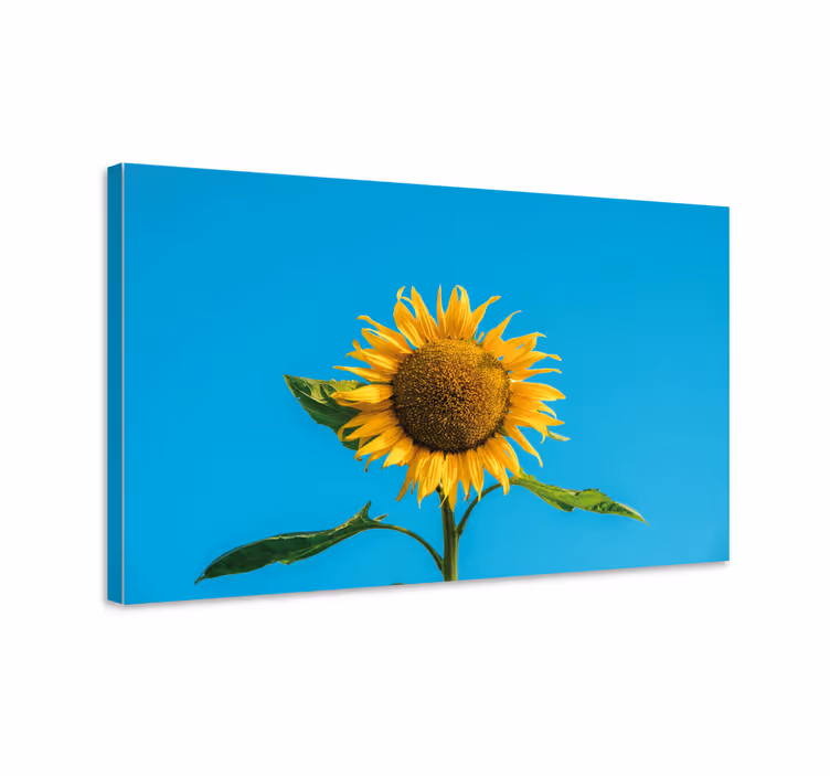 Solblomma på blå blommacanvas tavla - Tenstickers